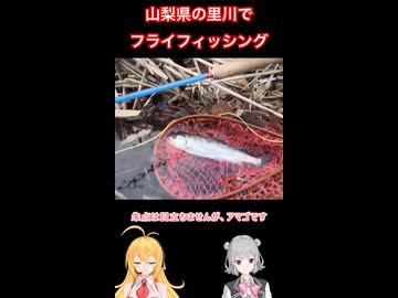 【ショートにし損ねた版】山梨県の里川でアマゴの #フライフィッシング #弦巻マキ #小春六花 実況 #アウトドア