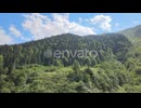 natural forest