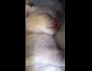 ねこちゃん□