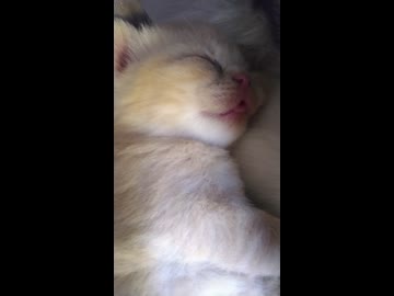 ねこちゃん□