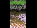 この生命力溢れる水鳥しってますか？春のダイナミックな水浴び