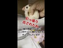 【配信準備】 深夜配信前にやらなきゃいけないこと！ #フクロモモンガ #おつモモンガ  #shorts