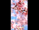 【KAITO】Cherry Blossoms【ショート】
