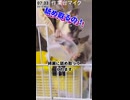 【資源ごみ分別】 ちゃんとゼリーのカップは綺麗にしなきゃ！ #切り抜き動画  #フクロモモンガ #おつモモンガ  #shorts