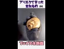 フェイス水鉄砲を買った！