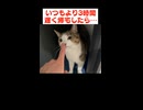帰宅した飼い主に大説教をかます猫
