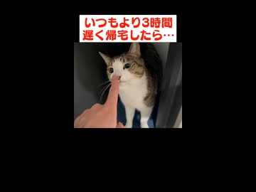 帰宅した飼い主に大説教をかます猫