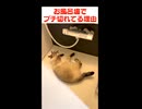 シャワーのお湯が飲みたくてビャービャー訴える猫