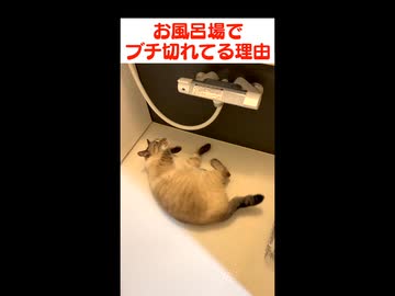 シャワーのお湯が飲みたくてビャービャー訴える猫