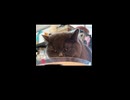 【切り抜き】水を飲み、思いに耽る猫【ショート動画】
