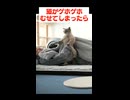 猫がむせてしまった時の対処法