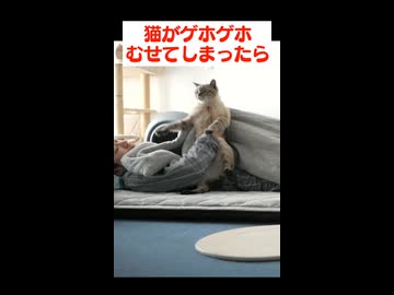 猫がむせてしまった時の対処法