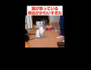 飼い主に構ってもらいたい猫の行動がこちら
