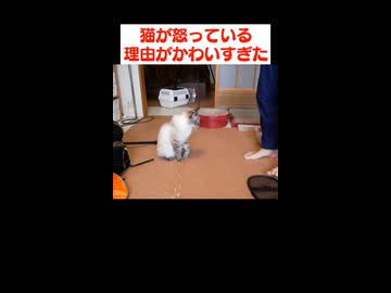 飼い主に構ってもらいたい猫の行動がこちら