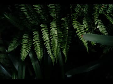 想い蔦 / 花隈千冬