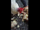 ニワトリショート「生筍って美味しいの？」