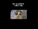 飼い主の奇声を心配する猫