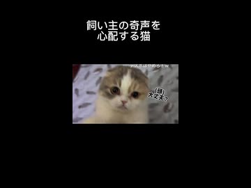 飼い主の奇声を心配する猫