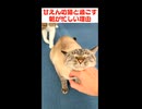 朝から甘えるのに忙しい猫と、撫でるのに忙しい人