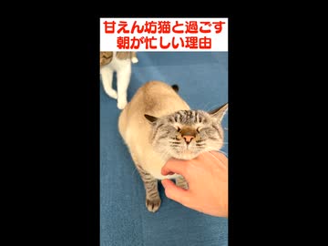 朝から甘えるのに忙しい猫と、撫でるのに忙しい人