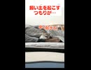 文句を言いながらも二度寝する気満々の甘えん坊猫