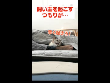 文句を言いながらも二度寝する気満々の甘えん坊猫