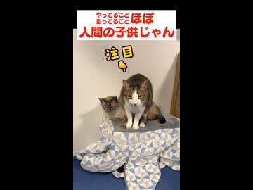 猫なのに、ほぼ人間の子供と同じ言動をする猫