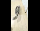 玄関が大好きなヌッコ