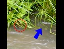魚に気づいてヒナんしたかも