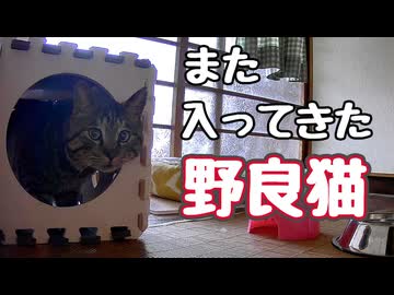 また入って来てるし…【野良猫】【元野良猫】