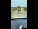【身バレ】サファリパークの車に突進してきたライオン、被り物がめくれて猫だった