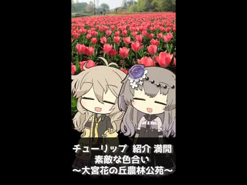 【VOICEVOX旅行 ショートバージョン】チューリップ 紹介 満開 素敵な色合い  ～大宮花の丘農林公苑～【ラップっぽいなにか】