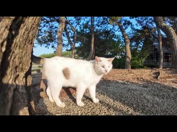 海辺の公園で“めっちゃ喋る猫”に遭遇したんだがｗｗｗ