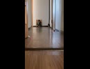 いきいきねこ
