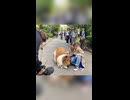 手を振る犬……？