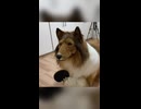 【着ぐるみ】犬になって卓球してみた！