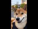 柴・ドッグ・かわい山