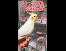【オカメインコ】置き配完了！実家の4名、流れるようなハウスインにプロの業を見た