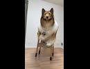 犬の着ぐるみを着て椅子に上ったけど……？