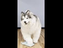 【着ぐるみ】床をふきふき