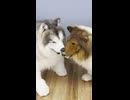 【着ぐるみ】２人で犬になっちゃった！