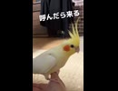 【オカメインコ】食い意地 VS お父ちゃんへの愛！のんたまの矛盾しすぎる日常オムニバスｗ