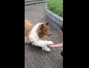 【着ぐるみ】犬になって外を散歩してみた！