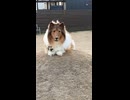 【着ぐるみ】犬になってドックランで遊ぶ！