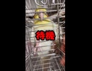 【オカメインコ】朝の儀式！開門・即出・「おはようはち！」即帰宅。無駄のない動きに全米が震撼