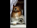 犬……じゃない……？
