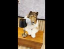 着ぐるみを着て犬になりきってみた！