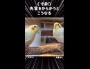 【オカメインコ】煽り全一！軽快なステップで兄貴の逆鱗をジャストミートする末っ子