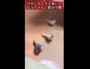 【オカメインコ】民族大移動！お父ちゃんの足から「お母ちゃんの大根足」へ。群がる謎の大行列
