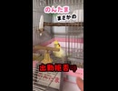 【オカメインコ】激レア！穏やかのんたまが「グワシ！」とブチ切れた。夫婦揃って召喚失敗の巻
